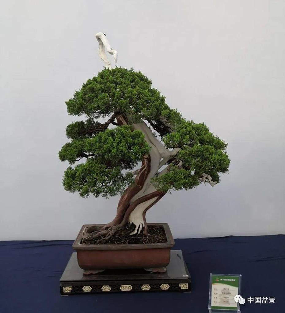  制作|盆景制作中的气、势、神、韵如何表现！静态和动态相结合是精髓