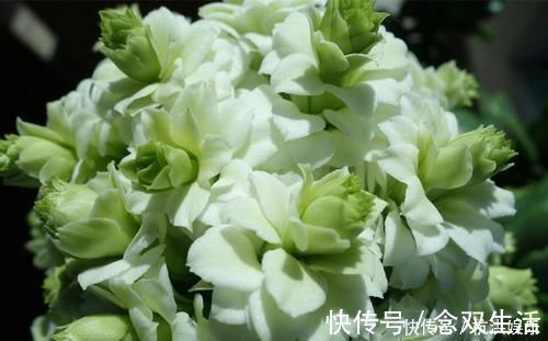 花卉|最罕见的花卉，花色新奇，好养易活，是一款爆盆神器，值得拥有