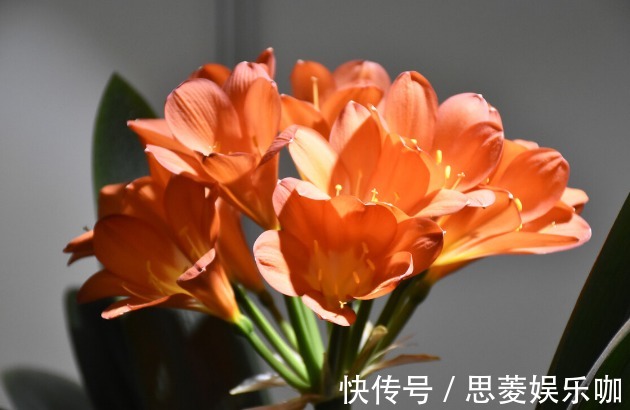 叶子|君子兰有3个症状,及时处理,否则花期不开花