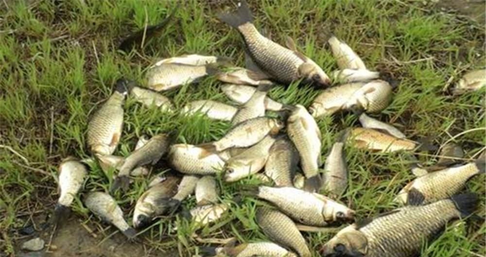 钓不到鱼?基本是天气没选对,这些天气鱼“胃口好”,很容易爆护