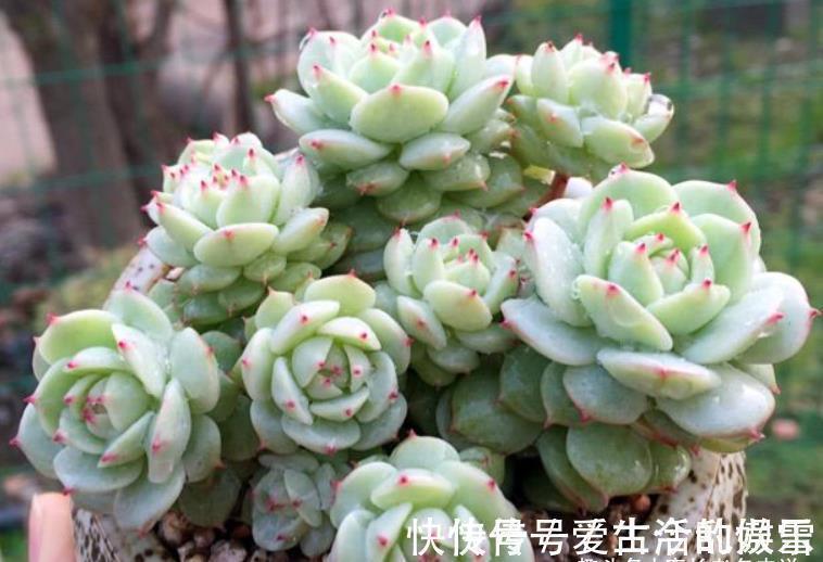 黄金花|养多肉不想买土?试试此8个品种,它们可以说是最不挑土的多肉了