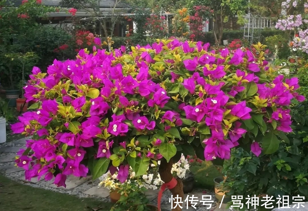 爆盆|两种“促花水”,给三角梅、蟹爪兰用一勺,开花爆盆,又美又仙