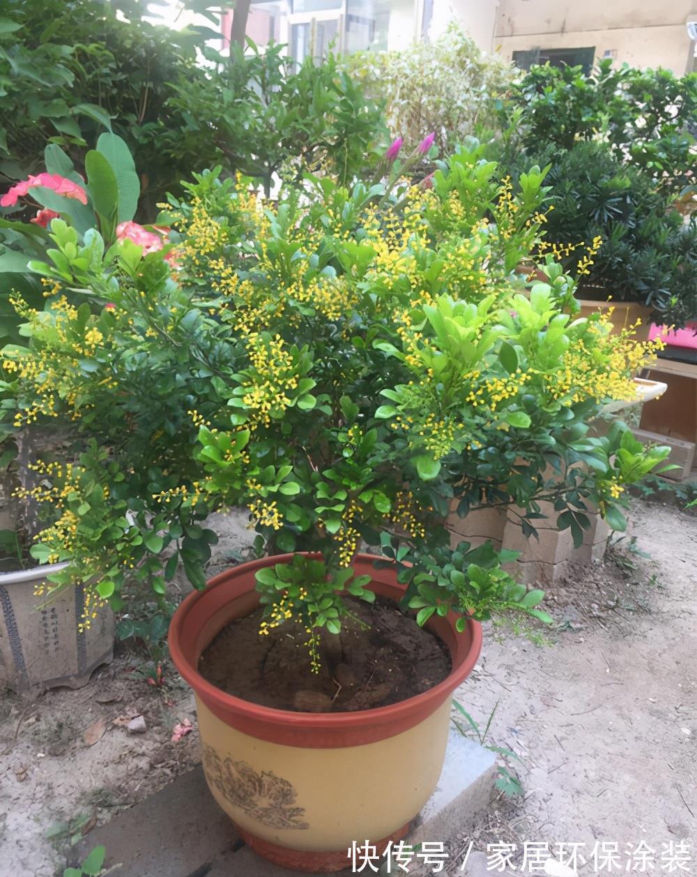 夏天|7种漂亮花，自带“体香”，阳台养一盆，家里就像喷香水