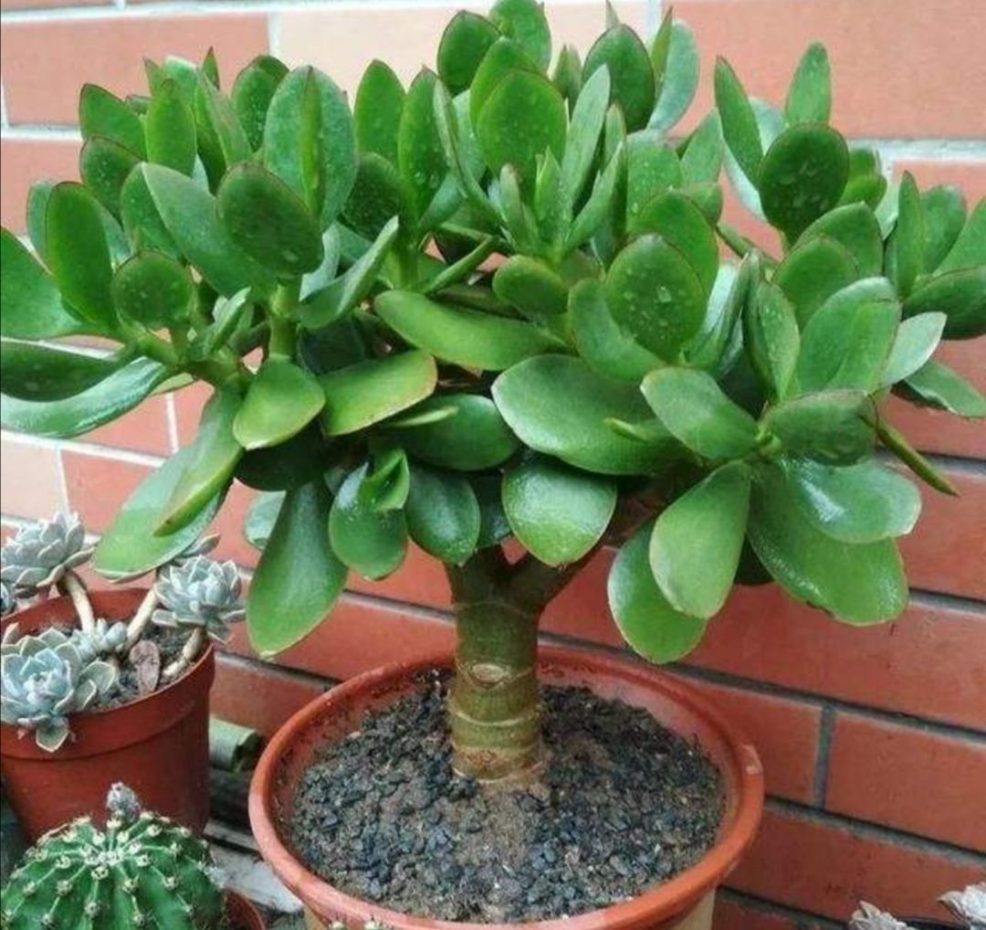 发财树|七种带“钱”的花，好看又好养，寓意吉祥，财源滚滚，建议养一盆