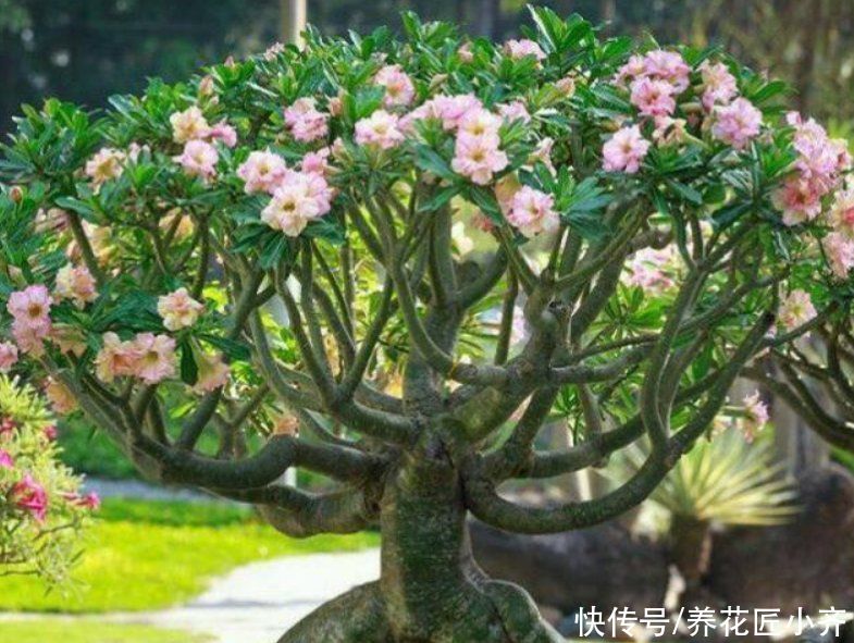 俗话说：“勤人养鱼，懒人养花”，这6种花最适合懒人去养