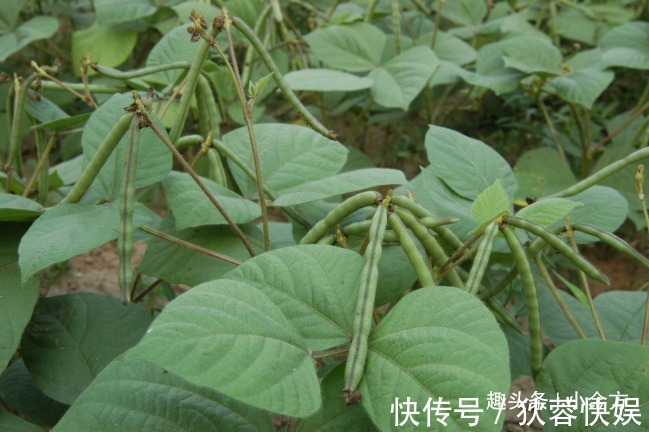 豆豆|小小一粒“豆”,内服治脚气水肿,外敷搞定痤疮,等十几种皮肤病