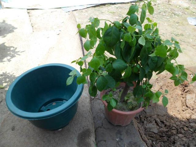 养三角梅做好这几点,根壮新叶开花多,夏天有花赏