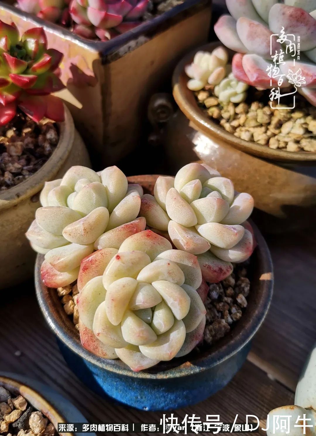 入多肉坑八年,始于初心,一切但求无愧于心