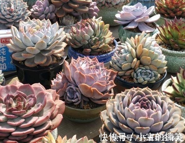 放在顶楼露养1个月后，给多肉拍照的时候，再也不用开滤镜了！