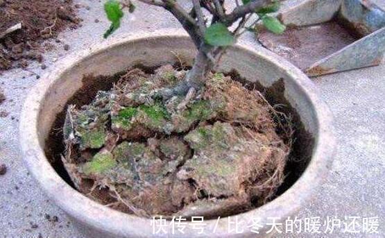 花友|养花土太硬1种“液体”浇盆里!铲不动的土壤,10分钟后变松软