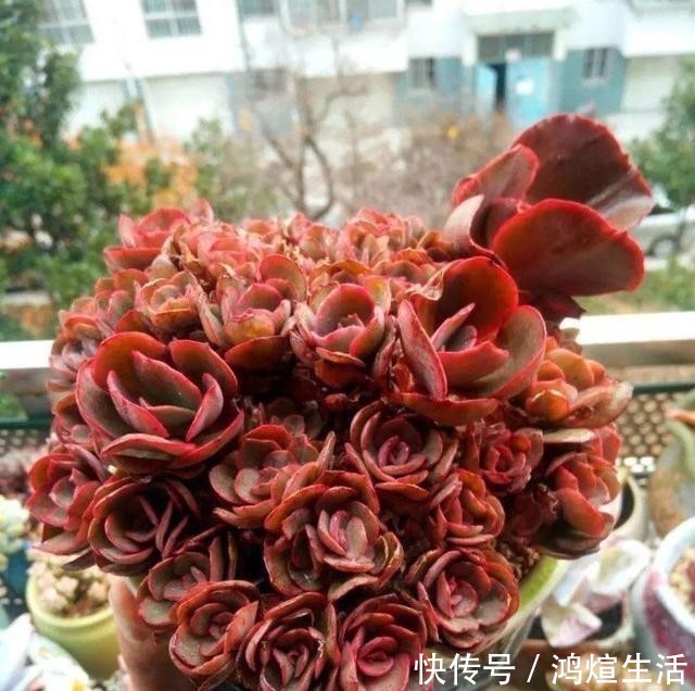 多肉|冬天里的多肉,做好“两件事”,安心过冬,不徒长状态更美