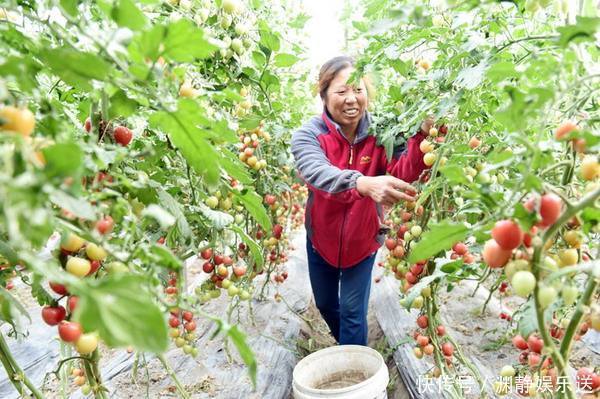 维C|常被误认为是转基因水果,人人抗拒,实则是维C之王