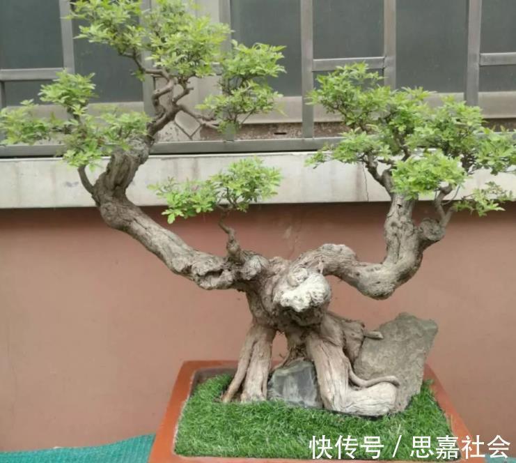 山荆|你看不上眼的黄荆,我拿来制成盆景,既好看又值钱