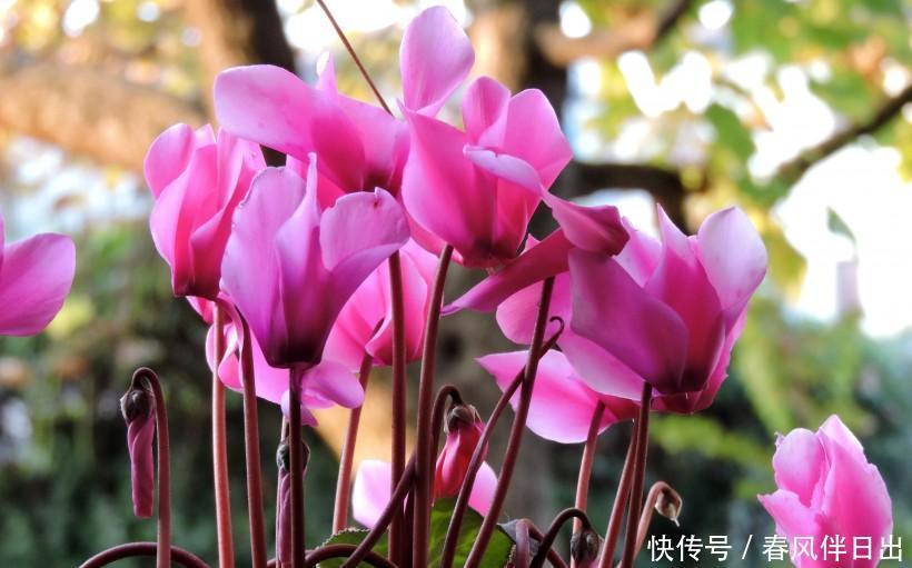 冬天花开败了怎么办？修剪施肥好好管理，还能再开一茬