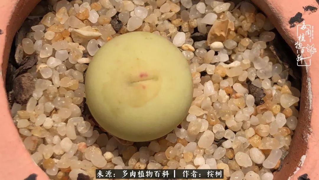 多肉度夏经验谈四季皆露养，兢兢业业养肉三年半！