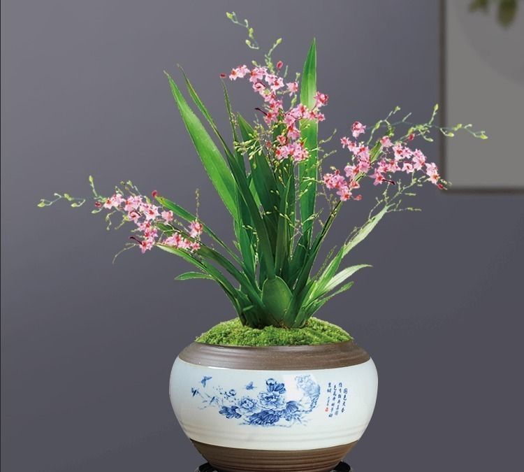 米兰花米兰花|4种年宵花,养起来有难度,干不得,浇不得,十有八九养不好