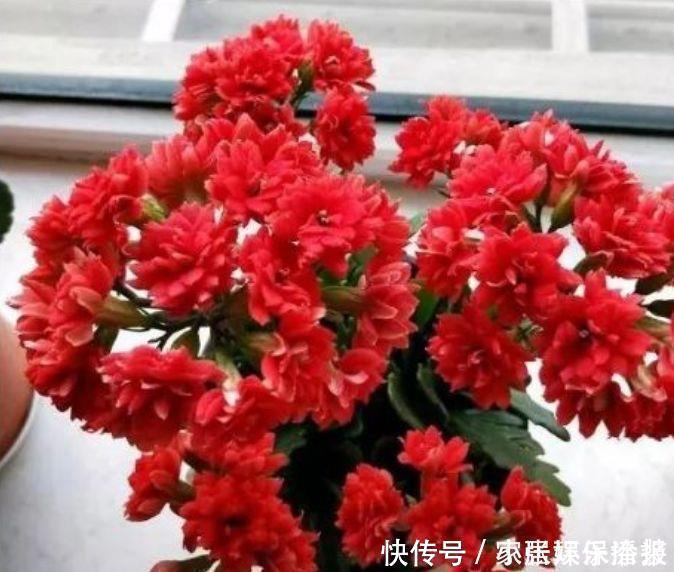 长寿花|适合阳台养的4种花，花美色艳，一言不合就爆盆，你一定喜欢