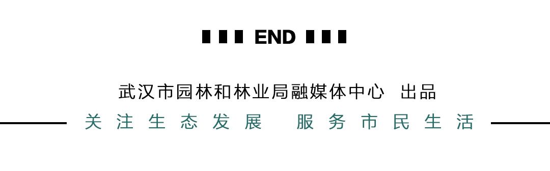 5月最好看的地方在这里！收好武汉初夏的浪漫攻略