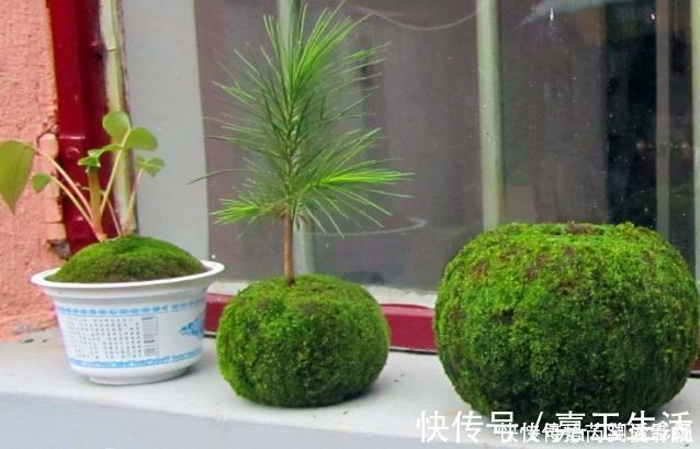 青苔|马路边常见“3种草”,养花盆里变“盆景”,好看又值钱!