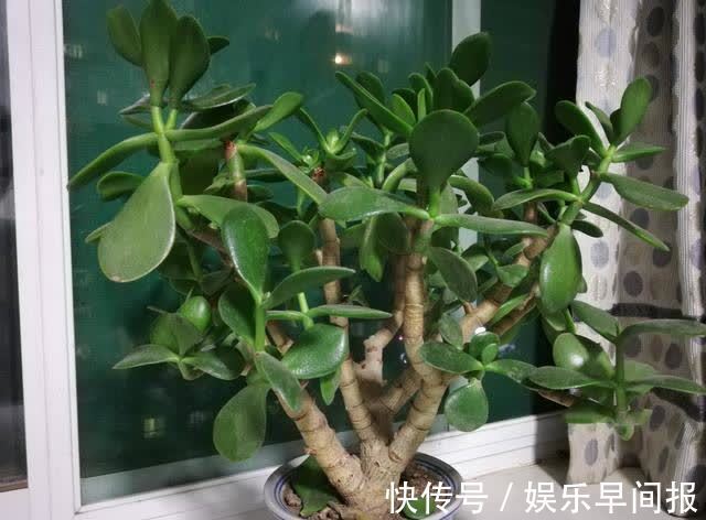 4种“懒人花”,浇点水就疯长,枝壮花多空气好,不会养花就养它
