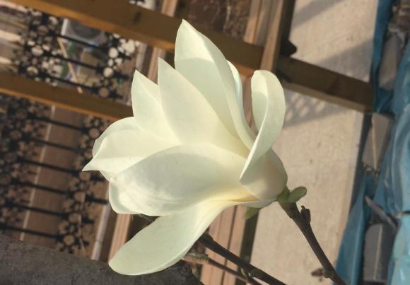 小区的白玉兰开花了，花香四溢，庭院种树，白玉兰是首选