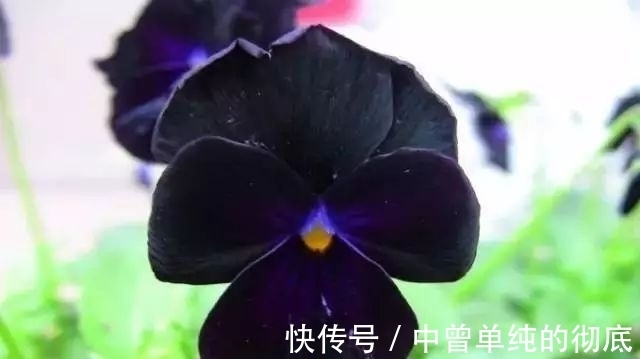 夜皇后|盘点:20种世界上最黑的花,黑的美,黑的妙,黑的呱呱叫