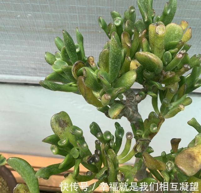 小苗|这花叫马蹄掌，也叫吸财树，寓意“招财进宝”，比多肉还好养