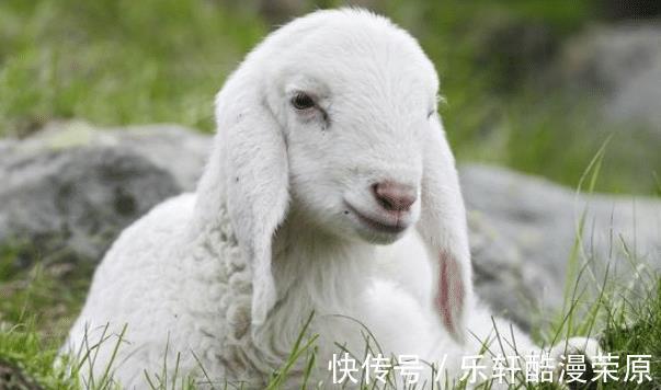 十羊九不全|十羊九不全是真的吗这几月出生的属羊人，家庭安康，一生富贵