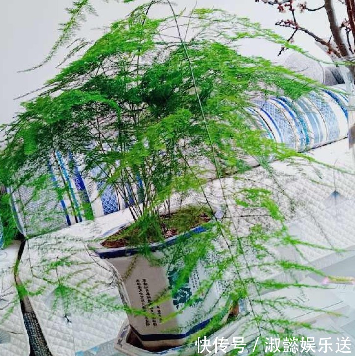 耐旱|好花都是浇死的,10种常见花,浇水别太勤快!