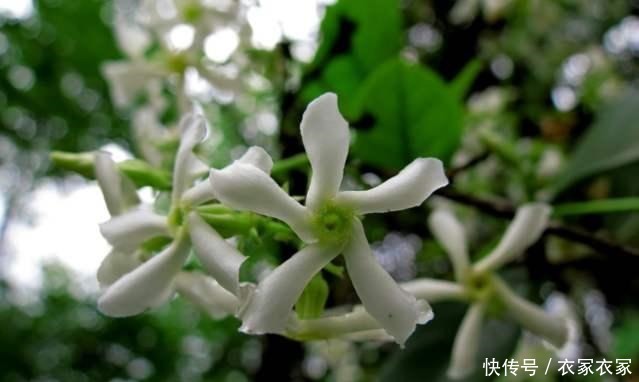 现在不要买3种花,花期已过,看花要等大半年!