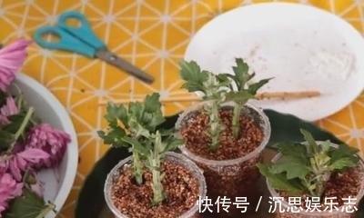 扦插|扦插“菊花”很简单,一点水泡一泡,10天大生根,飒飒秋风开满院