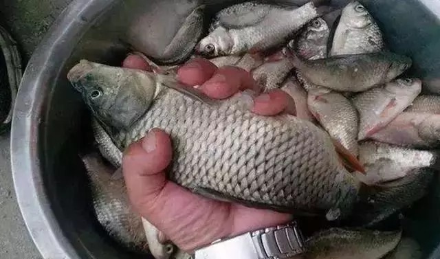 二月刚到，老钓鱼人就用这春钓秘诀，百试百灵，不想连竿都不行