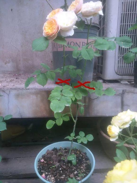 长寿月季花后赶紧剪一刀,剪完就开花,一直剪一直开!