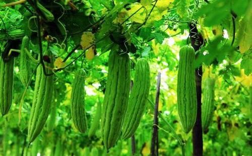 中年人體質好，多吃的食物，促進消化，養肝明目，延年益壽