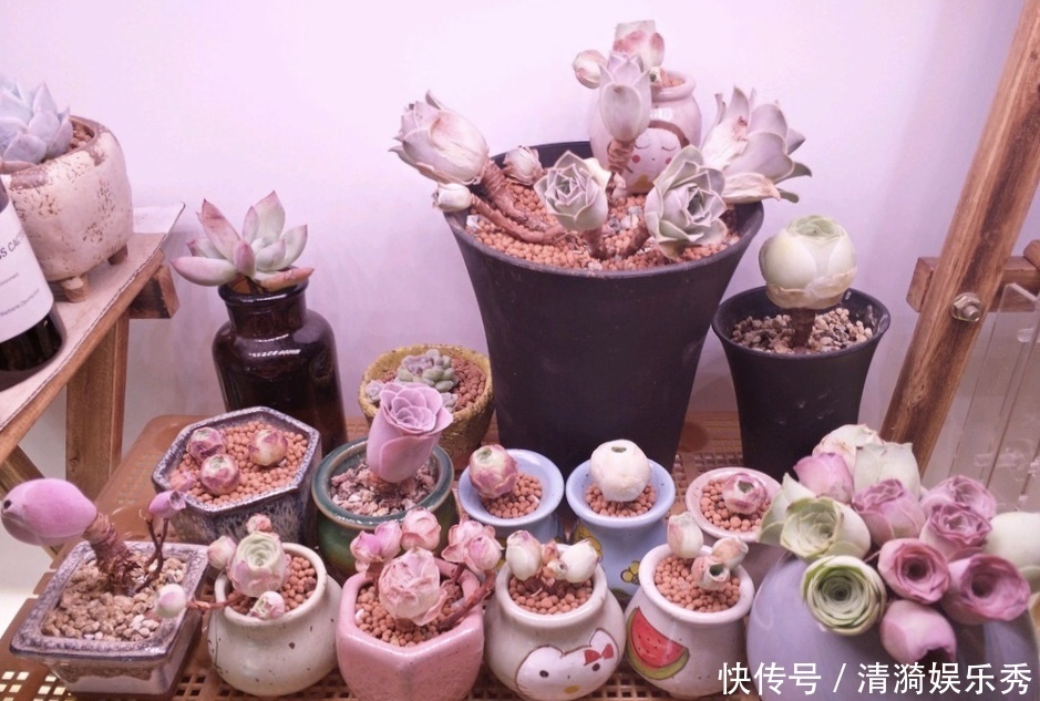 盘点10种“容易度夏”多肉，南北方花友，随便选、随便养