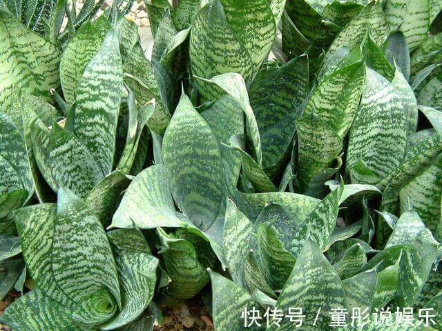 发财树|都误以为这6种绿植不开花，殊不知开花给人惊喜感，养护有技巧