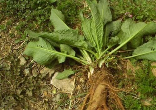 中草药|被名字耽误的一种草本，曾当野草处理，却不知它是“救命王”