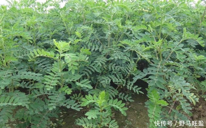 百病|黄芪加上“它”,效果翻倍,常喝百病消,不知的赶快了解