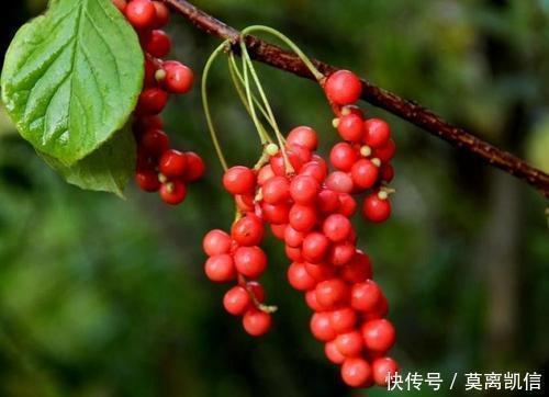 肝脏|108岁老人,肝脏年龄仅40岁,鲜活红润,诀窍是不喝3水,常吃1物