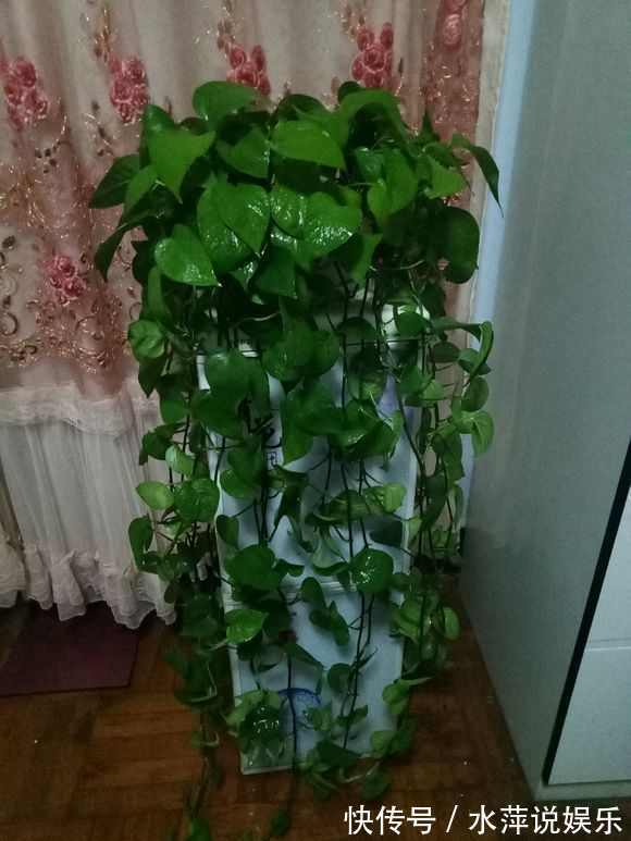 若是绿萝长得缓慢,只需1个方法,拼命长成绿胡须爷爷