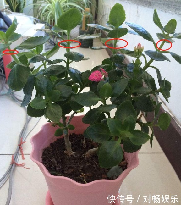 长寿花“沉默”不开花,剪下2根“重要枝”,1盆的花朵顶两盆