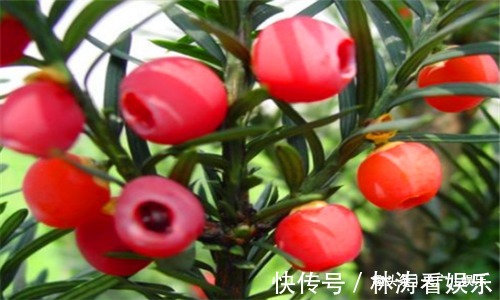 红豆杉|女性若爱美，常吃4种食物，改善皮肤，养阴平肝，清理子宫垃圾