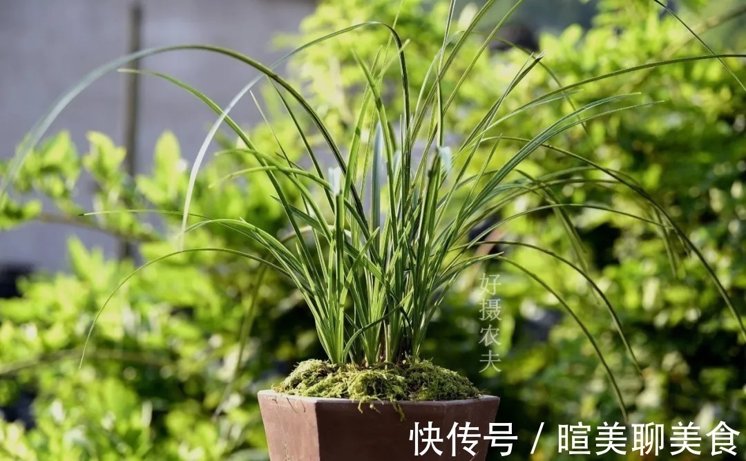 用花生种植兰花?很多人第一步就错了,正确的技巧是这样的