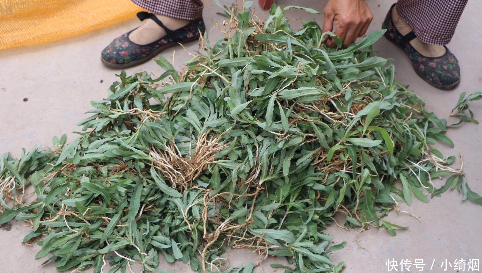 浑身都是宝的菜,很多人当成草,简单一拌就上桌,清热解毒胜良药