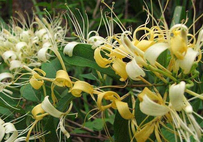 莴苣|农村人4种“救命草”，祛病防癌助长寿，美容洁肤防衰老，了解下