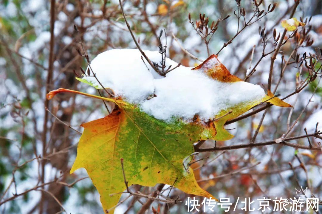 白雪世界|雪色与秋色荟萃出自然之美！