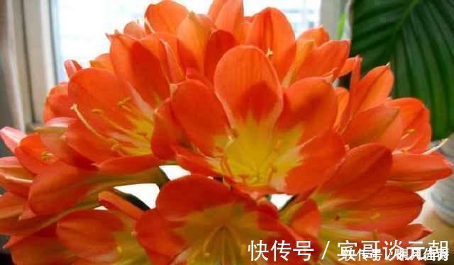 花苞|花匠严肃的说, 给君子兰这样洗个澡, 花苞蹭蹭长, 1年开花好几次!