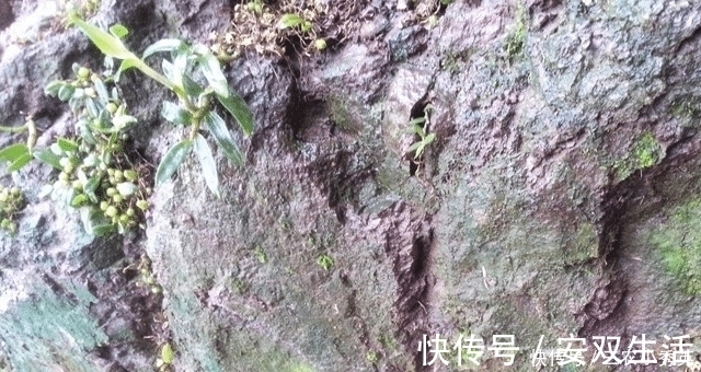 我们来了|人称“皇帝草”,若出现您家岩石上,请保护好,价值堪比“黄金”