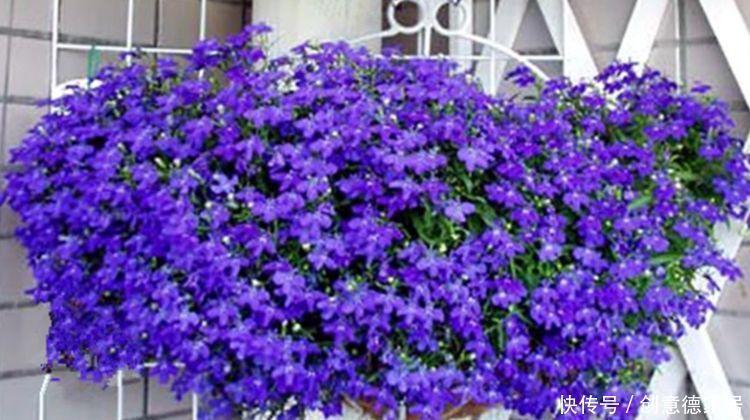 叶片|常见的八种花离开地面养,开花成瀑布,迅速长爆盆,十分出众