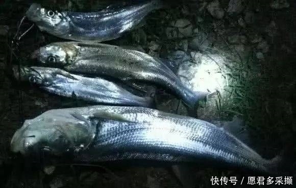 翘嘴|介绍一种万峰湖当地人钓翘嘴鱼的独特方法